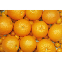 Exportação Nova Colheita Fresca Boa Qualidade Laranja